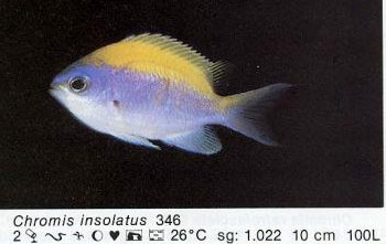 Chromis insolatus